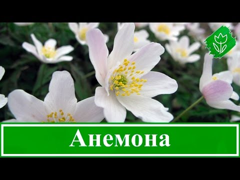 Анемоны: фото, посадка, уход, выращивание (анемон, посадка) Анемоны: фото, посадка, уход, выращивание