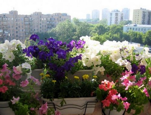 Балконные ящики для цветов - пластиковые, деревянные, руководство по выбору (ящик, балкон) Балконные ящики для цветов - пластиковые, деревянные, руководство по выбору