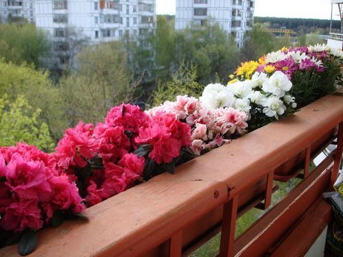Цветы на балконе (75 фото): балконные ящики с вьющимися растениями для оформления, петуния и зимний сад