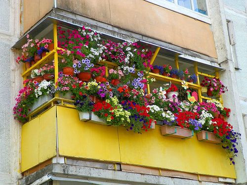 Цветы на балконе (75 фото): балконные ящики с вьющимися растениями для оформления, петуния и зимний сад