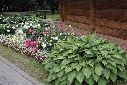 Хосты в ландшфтном дизайне + фото (растение, цветок) Хосты в ландшфтном дизайне + фото