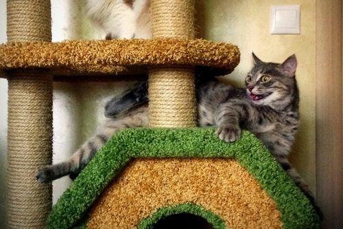 Как отучить кошку драть обои – реально или нет? (обои, кошка) Как отучить кошку драть обои – реально или нет?