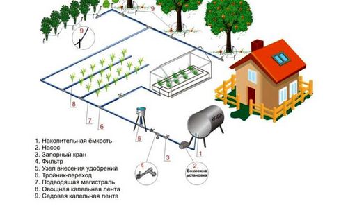 Капельный полив в теплице своими руками: секреты выбора и монтаж