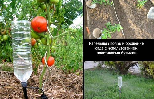 Капельный полив в теплице своими руками: секреты выбора и монтаж