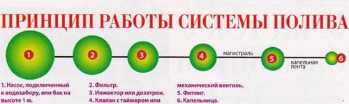 Капельный полив в теплице своими руками: секреты выбора и монтаж