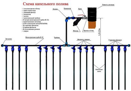 Капельный полив в теплице своими руками: секреты выбора и монтаж