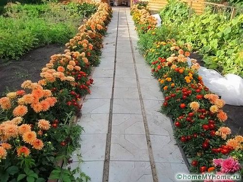 Каталог многолетних цветов для дачи: фото с названиями (растение, посадка) Каталог многолетних цветов для дачи: фото с названиями