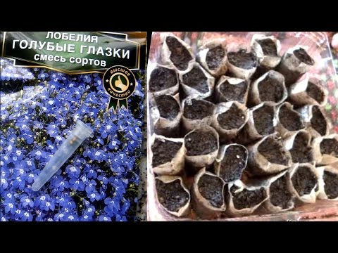 Лобелия: фото, посадка, уход, выращивание