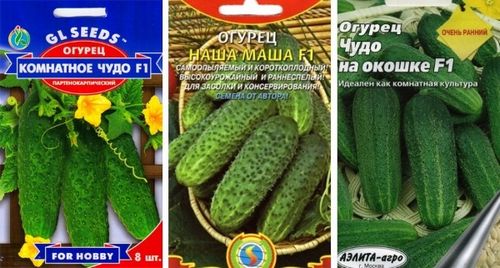 Огурцы на подоконнике: советы как вырастить в домашних условиях (огурец, растение) Огурцы на подоконнике: советы как вырастить в домашних условиях