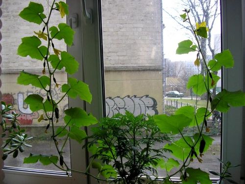 Огурцы на подоконнике: советы как вырастить в домашних условиях (огурец, растение) Огурцы на подоконнике: советы как вырастить в домашних условиях