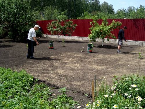 Укладка газона (49 фото): как укладывают покрытие на даче своими руками, какую траву можно посадить, ландшафтный дизайн и примеры лужаек с грядками (газон, участок, трава) Укладка газона (49 фото): как укладывают покрытие на даче своими руками, какую траву можно посадить, ландшафтный дизайн и примеры лужаек с грядками