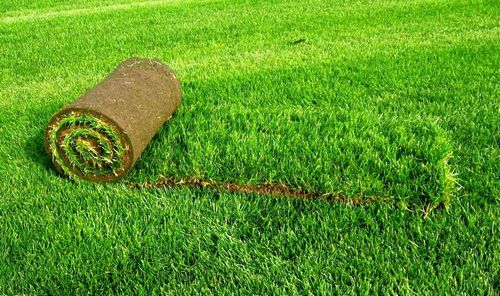 Укладка газона (49 фото): как укладывают покрытие на даче своими руками, какую траву можно посадить, ландшафтный дизайн и примеры лужаек с грядками (газон, участок, трава) Укладка газона (49 фото): как укладывают покрытие на даче своими руками, какую траву можно посадить, ландшафтный дизайн и примеры лужаек с грядками
