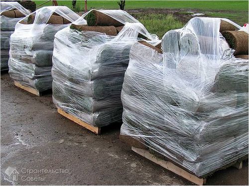 Укладка рулонного газона своими руками - особенности технологии укладки(+фото) (газон, трава) Укладка рулонного газона своими руками - особенности технологии укладки(+фото)