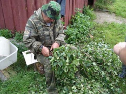 Заготовка веников для бани (веник, баня) Заготовка веников для бани