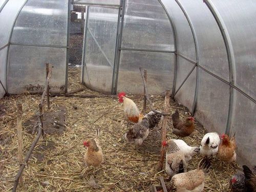 Зимний курятник на 20 кур своими руками: чертежи, этапы возведения (курятник, вариант) Зимний курятник на 20 кур своими руками: чертежи, этапы возведения