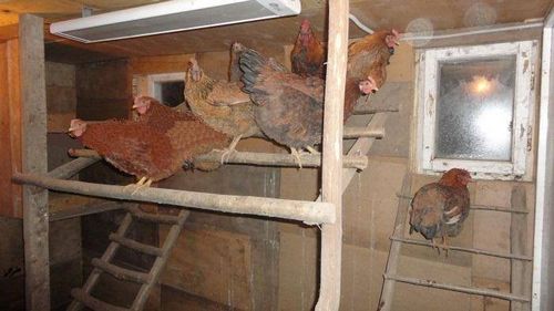 Зимний курятник на 20 кур своими руками: чертежи, этапы возведения (курятник, вариант) Зимний курятник на 20 кур своими руками: чертежи, этапы возведения