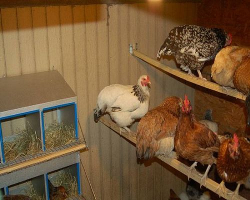 Зимний курятник на 20 кур своими руками: чертежи, этапы возведения (курятник, вариант) Зимний курятник на 20 кур своими руками: чертежи, этапы возведения